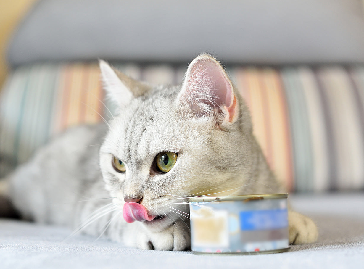 Choosing the right cat food. Pet Station Birmingham