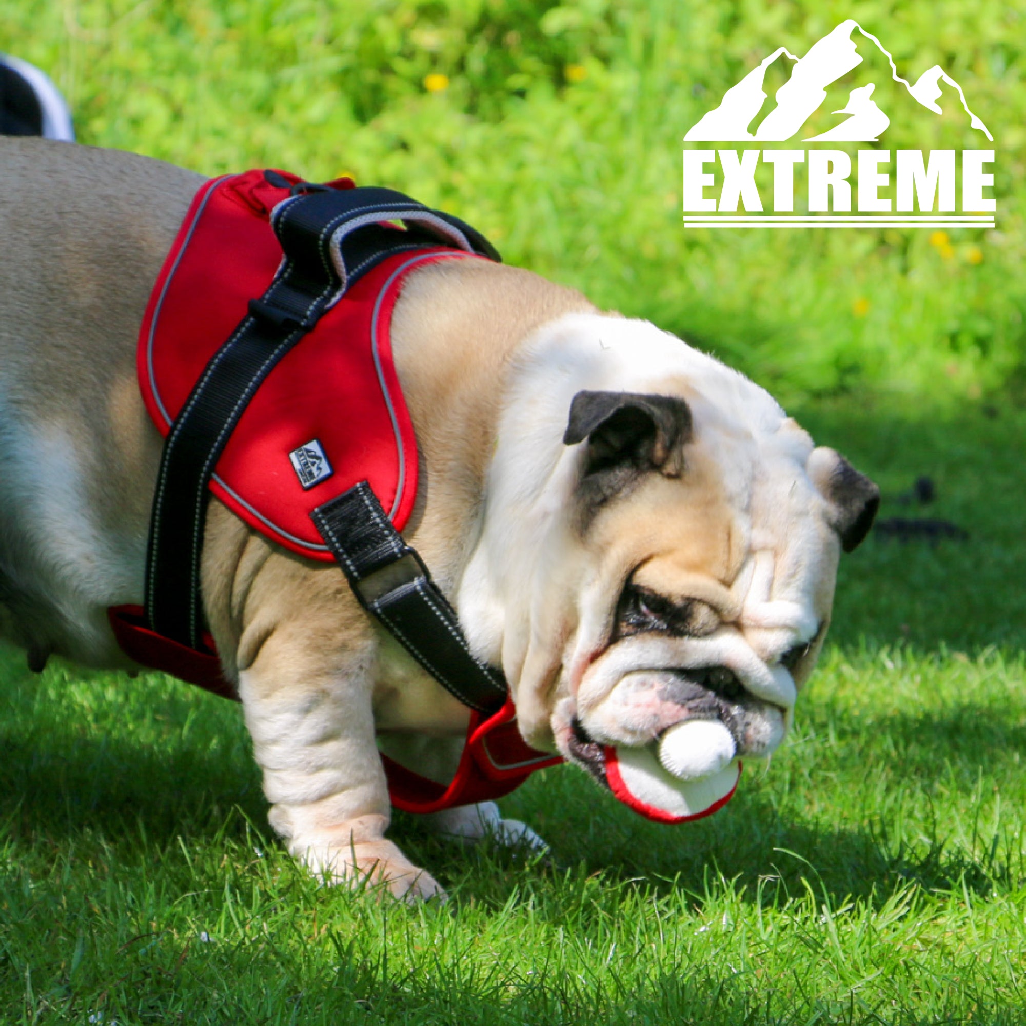 Ancol Extreme Dog Harness