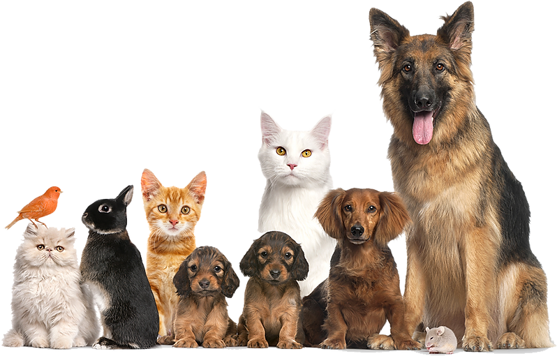 Pet Station Birmingham